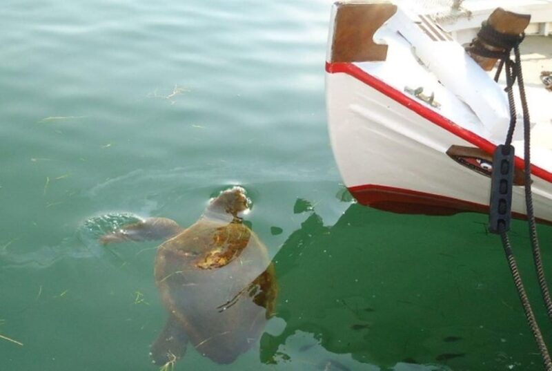 Private Argostoli Walking Experience - Pricing & Value