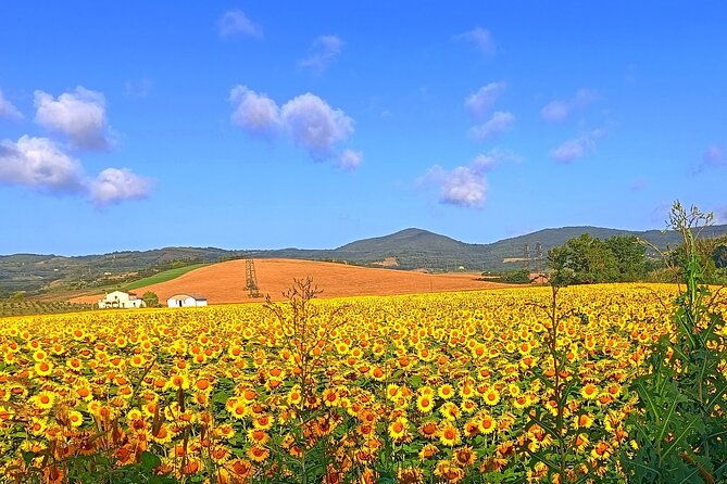 private-art-wine-tour-in-cortona-montepulciano-with-lunch-2-wine-tastings