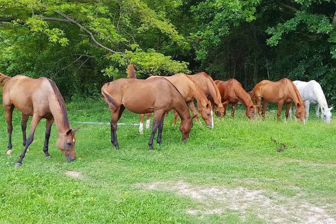 private-atv-tour-from-montego-bay