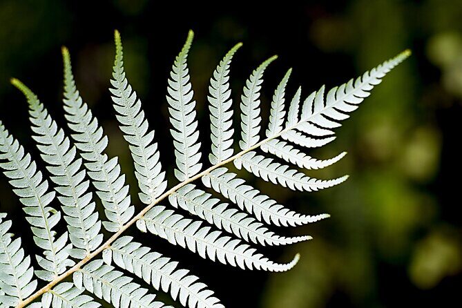 Private Auckland City Highlights Tour - Final Thoughts