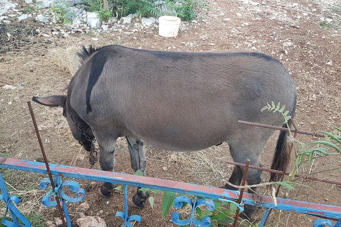 private-authentic-family-home-local-food-day-trip-from-dubrovnik