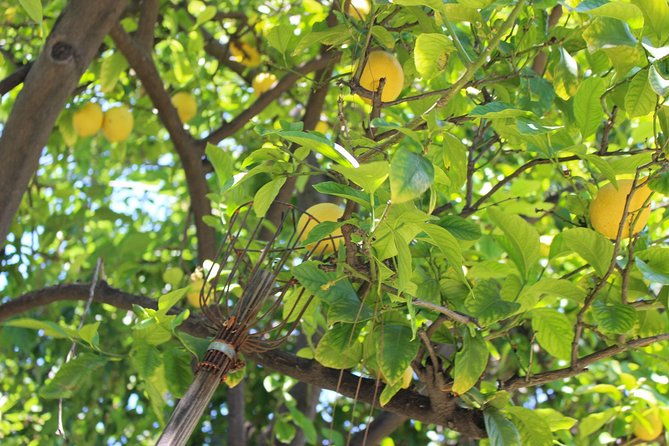 private-authentic-middle-eastern-cooking-class-in-canoga-park-los-angeles