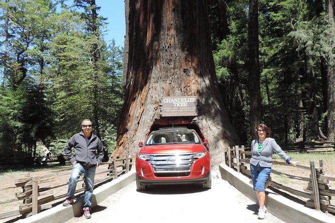 private-avenue-of-the-giants-redwoods-day-trip-from-san-francisco