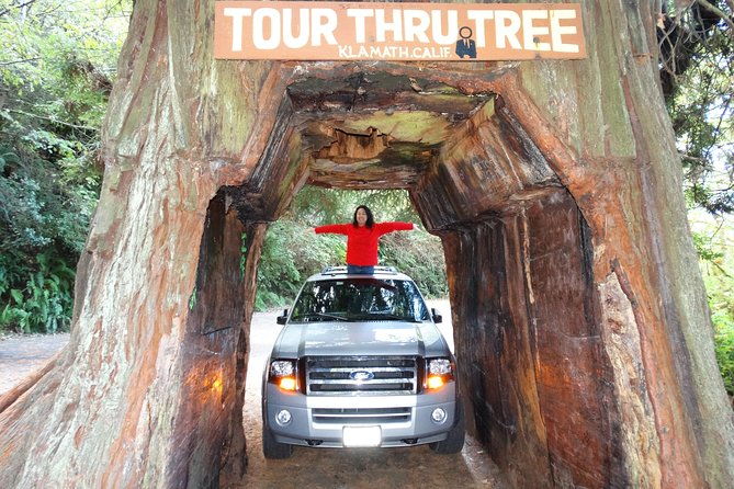 private-avenue-of-the-giants-redwoods-day-trip-from-san-francisco