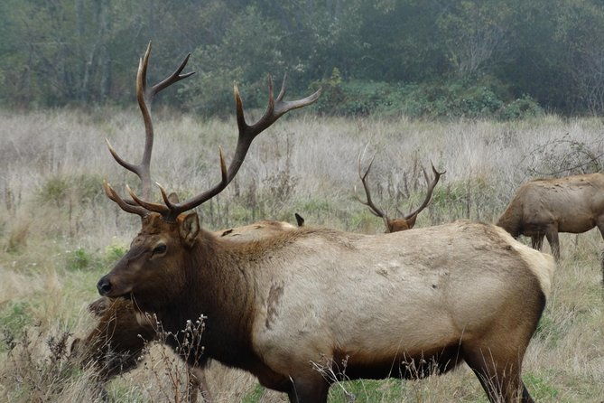 private-avenue-of-the-giants-redwoods-day-trip-from-san-francisco