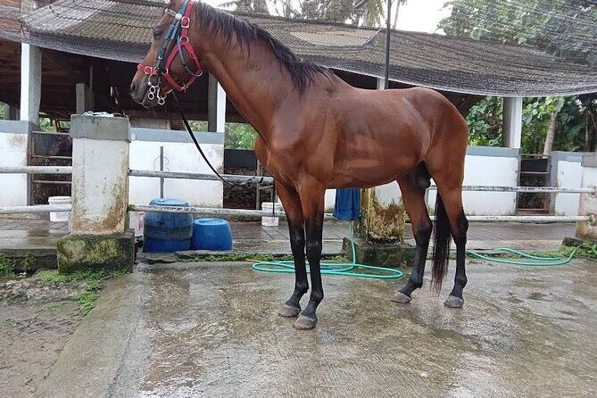 Private Bali Horse ride - FAQ