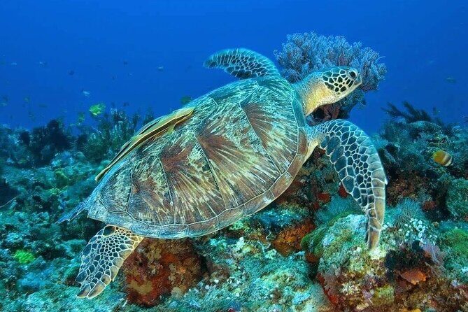 Private Bali Snorkling at blue lagoon - Key Points