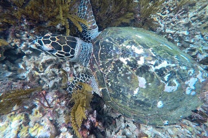 Private Bali Snorkling at blue lagoon - The Verdict: Is This Tour Worth It?