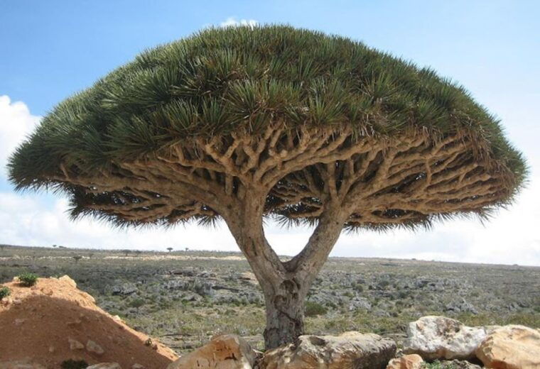 private-bandama-caldera-botanic-garden-wine-old-town