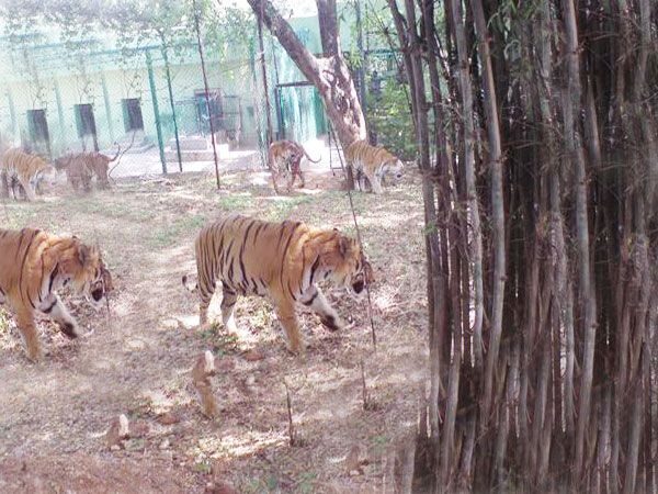 Private Bannerghatta National Park Day Excursion - Key Points