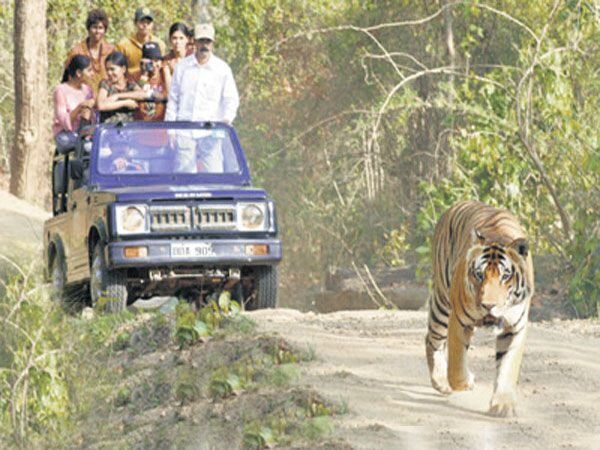 Private Bannerghatta National Park Day Excursion - The Safari Experience