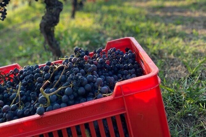 Private Barolo / Barbaresco - Piedmont Wine Tours and Tastings - The Sum Up