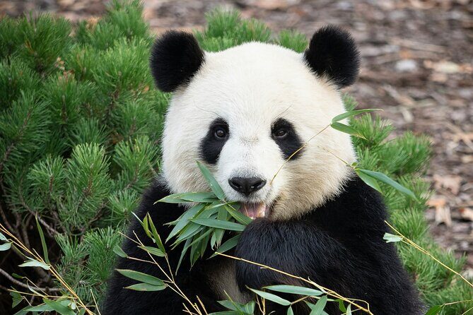 Private Beijing Tour Temple of Heaven Pandas and Summer Palace - What’s Included and How It Adds Value