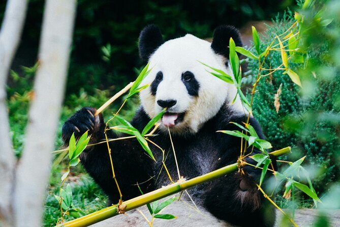 Private Beijing Tour Temple of Heaven Pandas and Summer Palace - Final Verdict