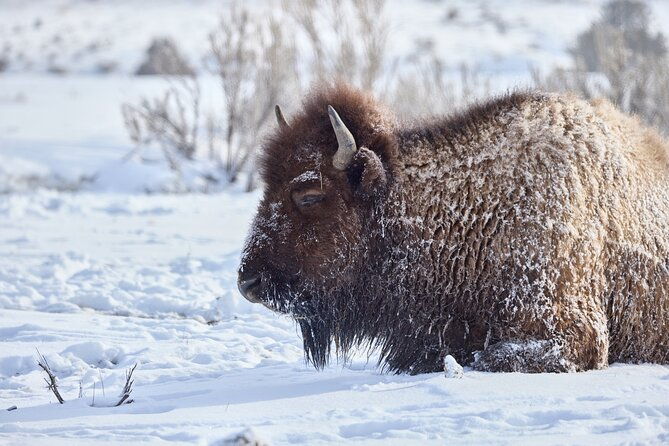 private-bespoke-yellowstone-photography-safari-half-day
