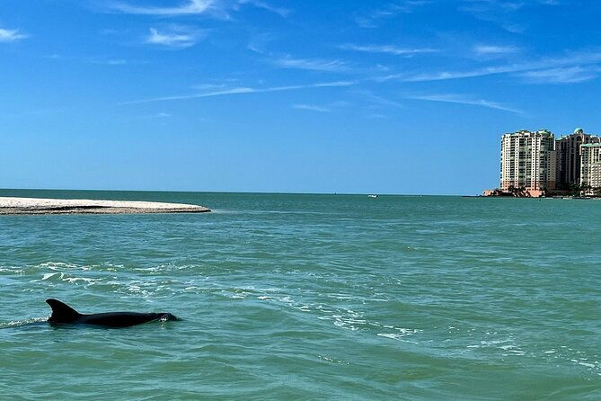 private-best-of-marco-island-dolphin-tour