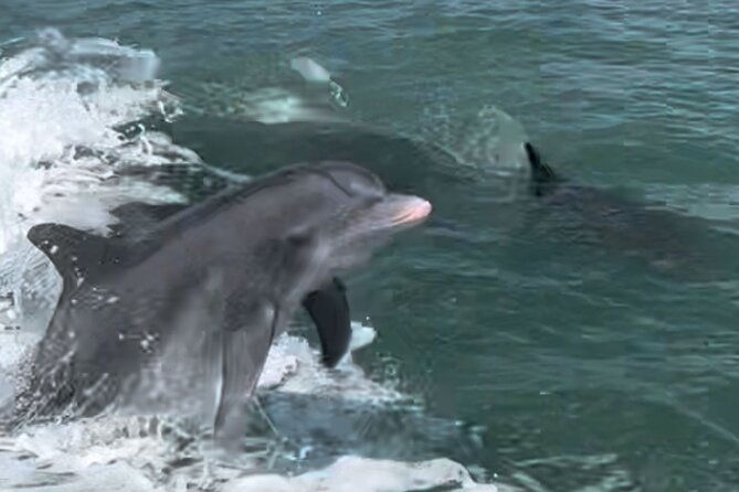 private-best-of-marco-island-dolphin-tour