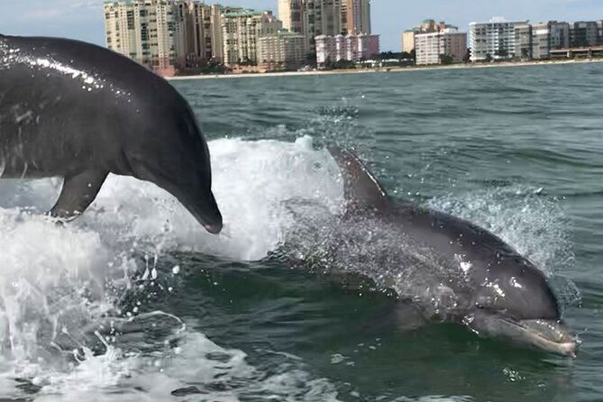private-best-of-marco-island-dolphin-tour
