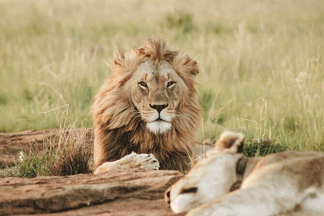 Private Big 5 Safari at Aquila Game Reserve from Cape Town - What Makes This Safari Stand Out?
