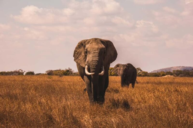 Private Big Five Safari Tour - Key Points