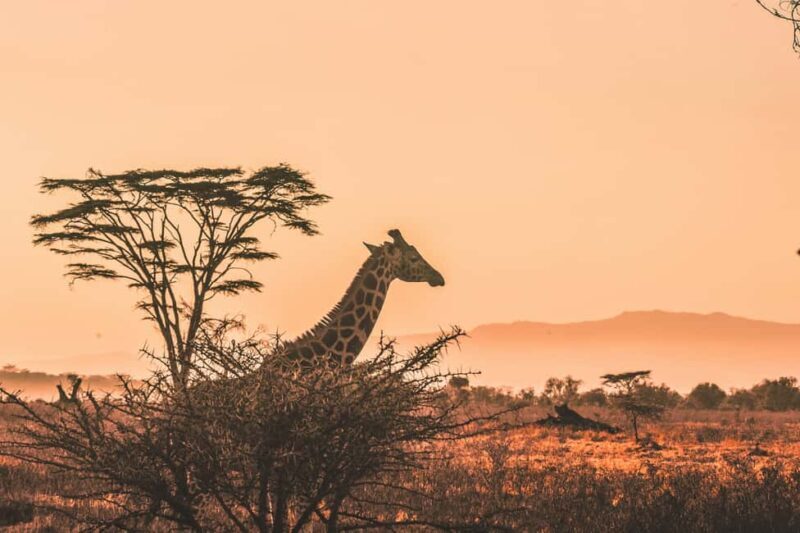 Private Big Five Safari Tour - An Honest Look at the Safari Experience