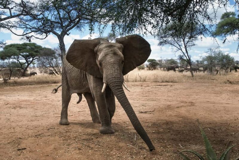 Private Big Five Safari Tour - Detailed Breakdown of the Safari Experience