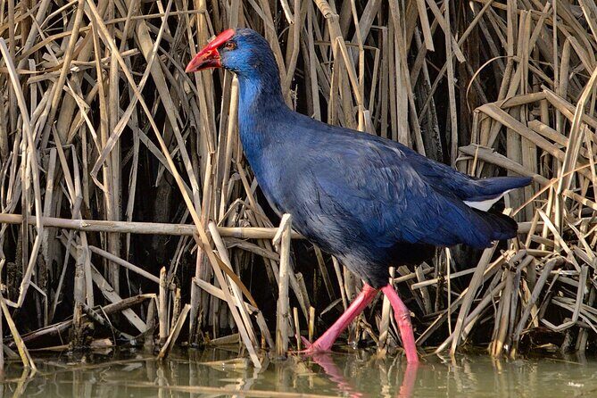 Private Birding & Photography Day Trip to Doñana - Who Would Love This Tour?
