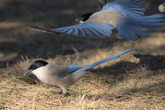 Private Birding & Photography Day Trip to Doñana - Final Thoughts