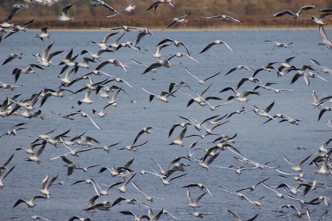 private-birding-tour-in-albania