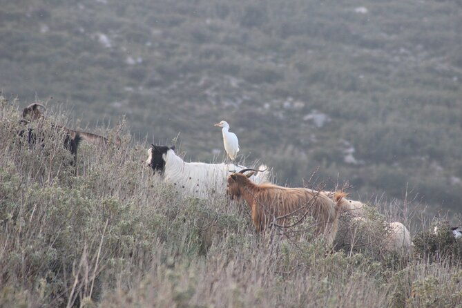 private-birding-tour-in-albania