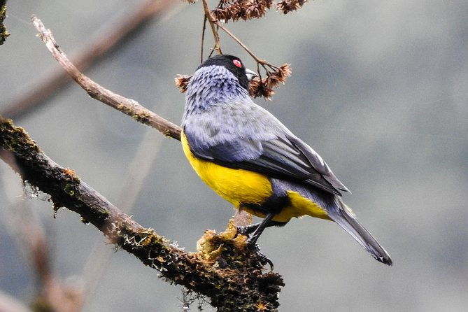 private-birding-tour-in-mindo-cloud-forest-middle-of-the-world