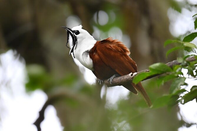 private-birdwatching-at-monteverde
