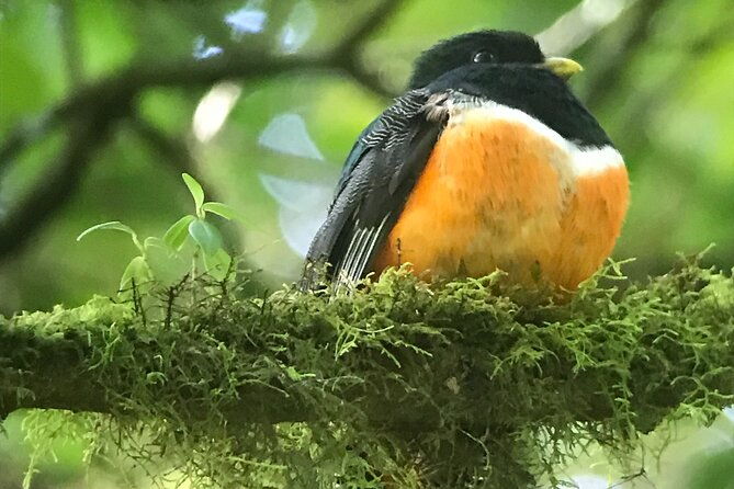 private-birdwatching-at-monteverde