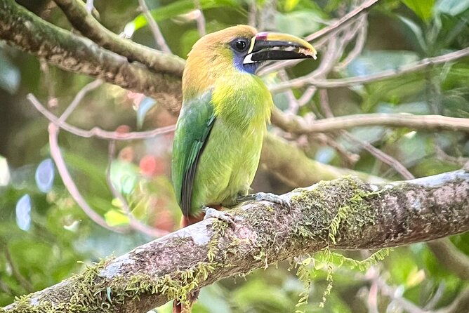 private-birdwatching-at-monteverde