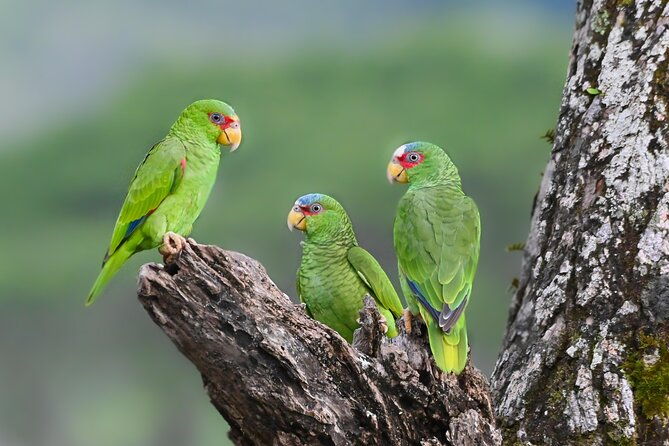 private-birdwatching-at-monteverde