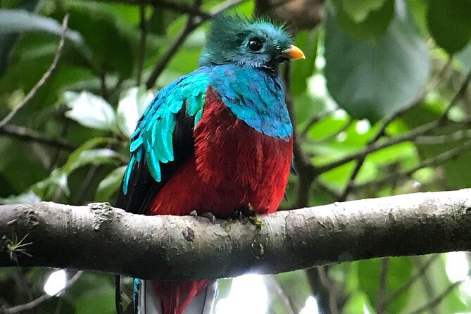 private-birdwatching-at-monteverde