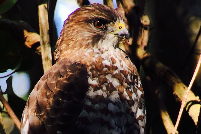 private-birdwatching-tour-and-photography