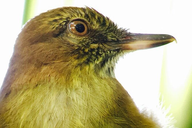 private-birdwatching-tour-and-photography
