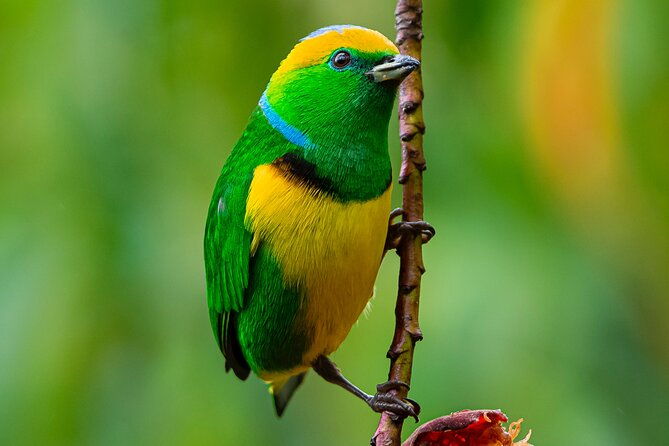 private-birdwatching-tour-and-photography