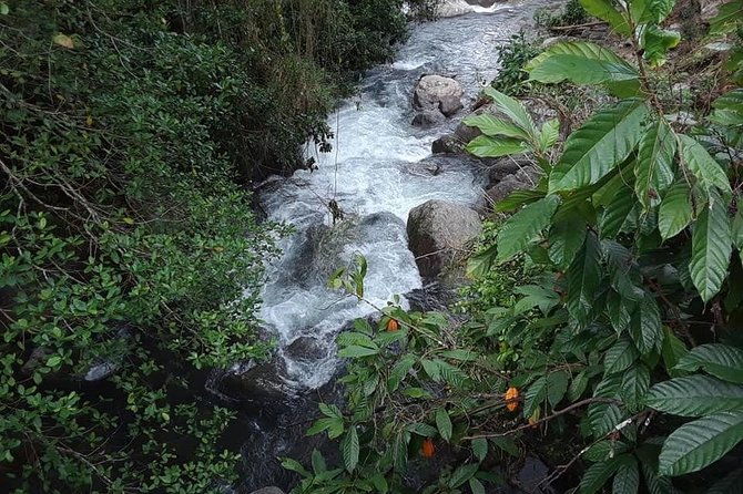 private-blue-mountain-tour-from-ocho-rios