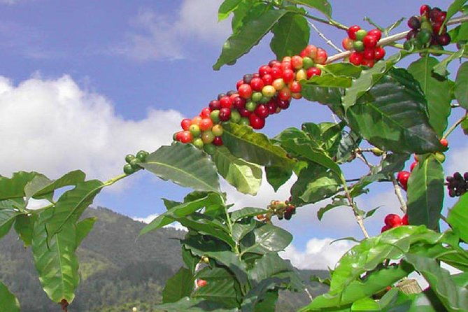 private-blue-mountain-tour-from-ocho-rios