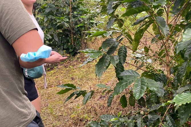 private-blue-mountain-tour-from-ocho-rios