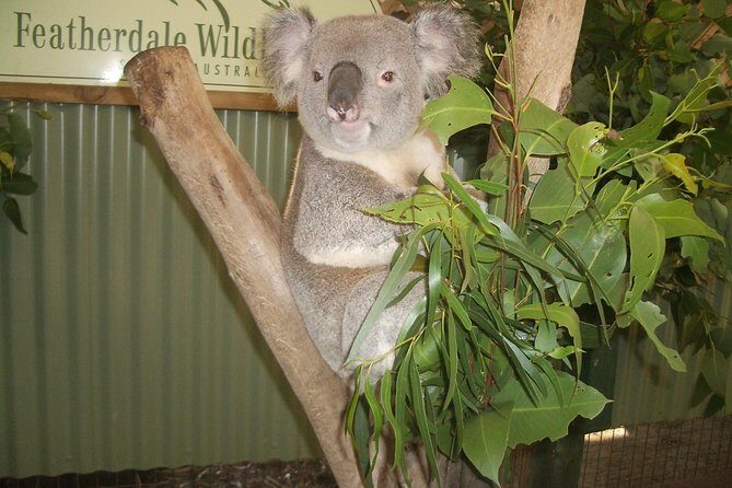 PRIVATE Blue Mountains Day Tour from Sydney with Wildlife Park and River Cruise - Transportation and Group Size: Why It Matters