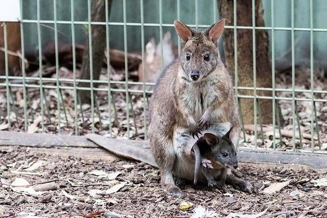 PRIVATE Blue Mountains tour & Koalas, Kangaroos, Cruise plus more - Authentic Experiences and Local Insights