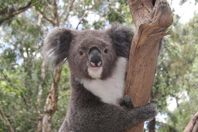 Private Blue Mountains Tour with Kangaroo and Koala Experience - An In-Depth Look at the Tour Experience