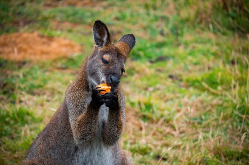 Private BlueMountains, ScenicWorld & AustralianWildlife Tour - Key Points  