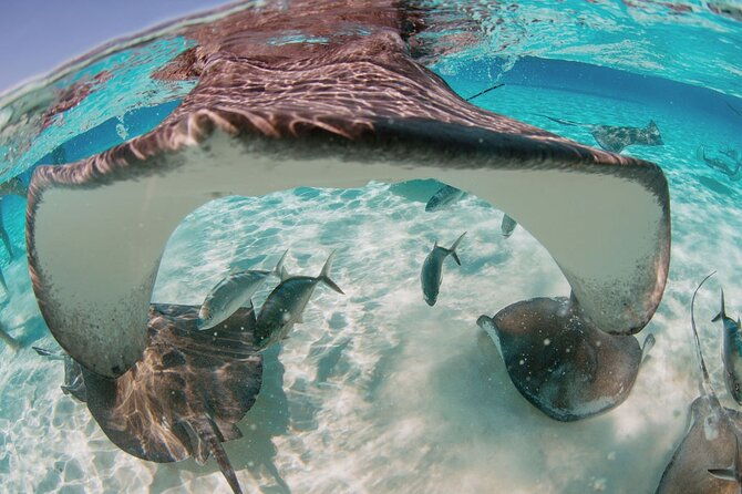 private-boat-charter-snorkeling-stingray-city-or-bio-bay