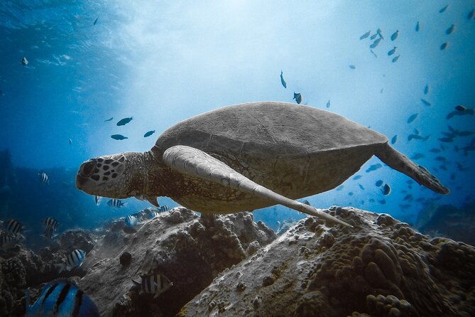 private-boat-cruise-of-waikiki-snorkel-sightseeing-sea-life