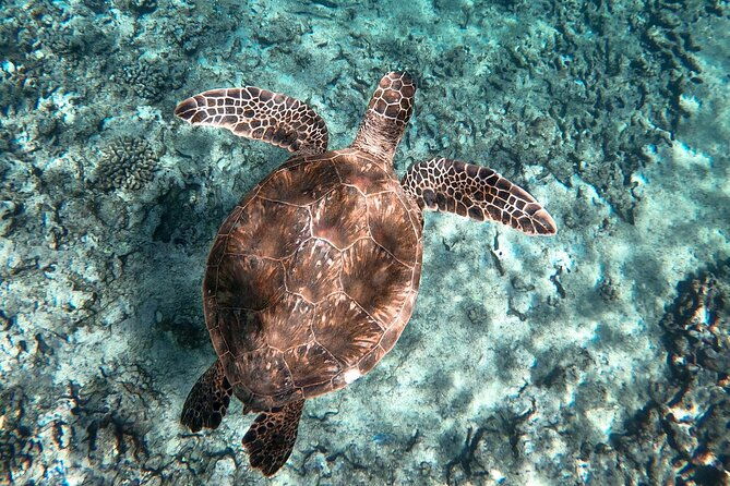 private-boat-cruise-of-waikiki-snorkel-sightseeing-sea-life
