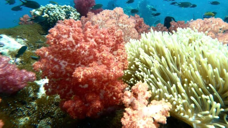 Private boat snorkeling trip half day - Is This Tour Right for You?